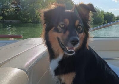 Le chien en bateau